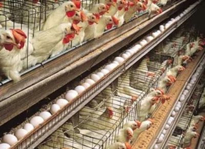 Verlichting voor leghennen