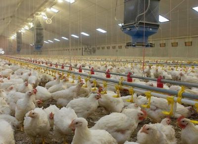 Verlichting voor opfok