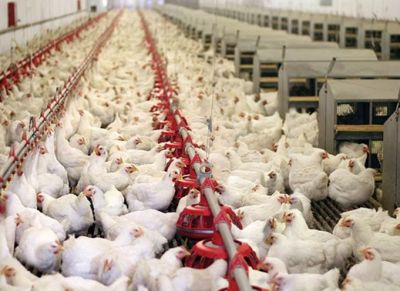 Verlichting voor vleeskuikens